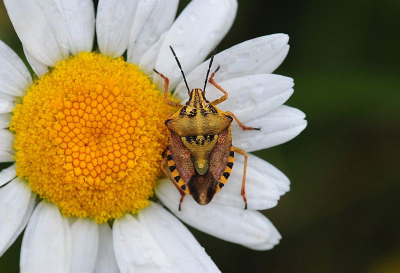 La vita in un fiore
