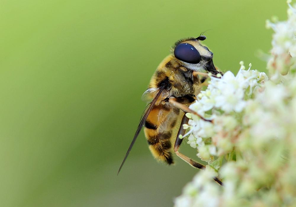 Syrphidae da determinare