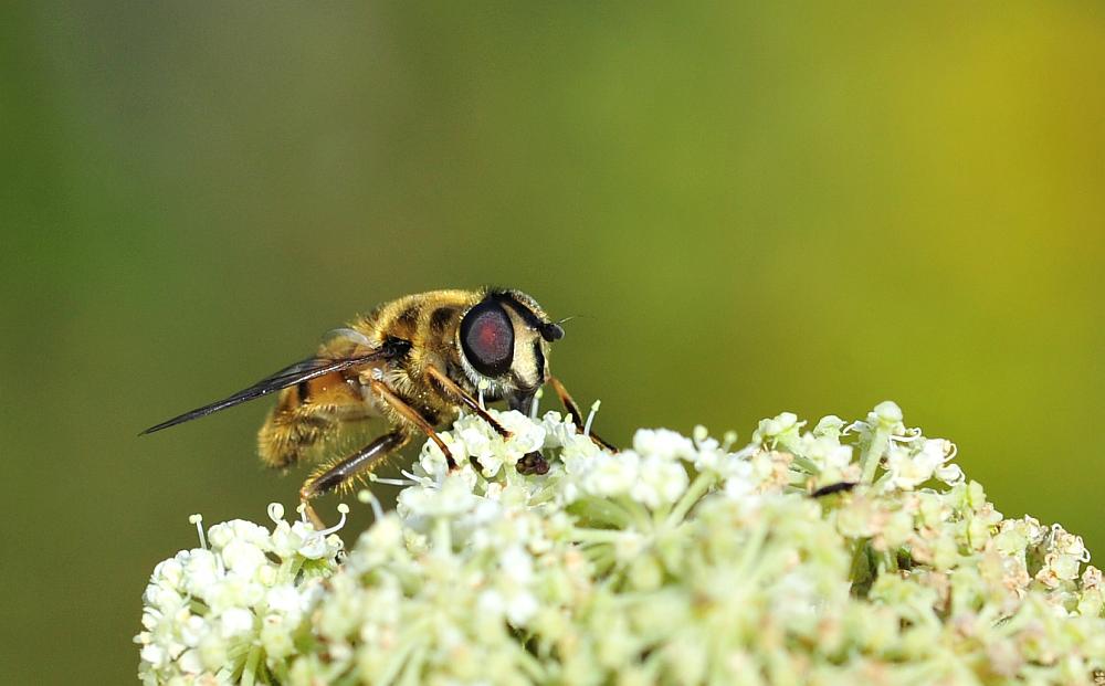 Syrphidae da determinare