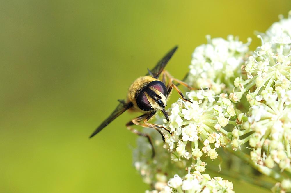 Syrphidae da determinare