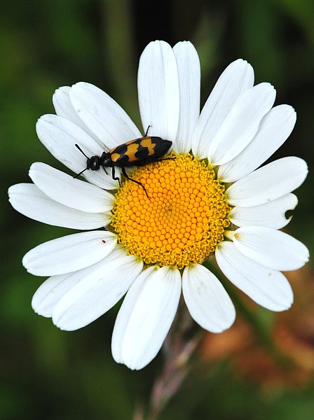 La vita in un fiore