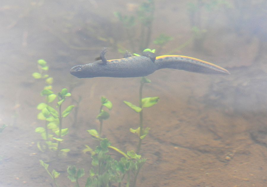 Triturus carnifex nel PNALM: corteggiamento e deposizione