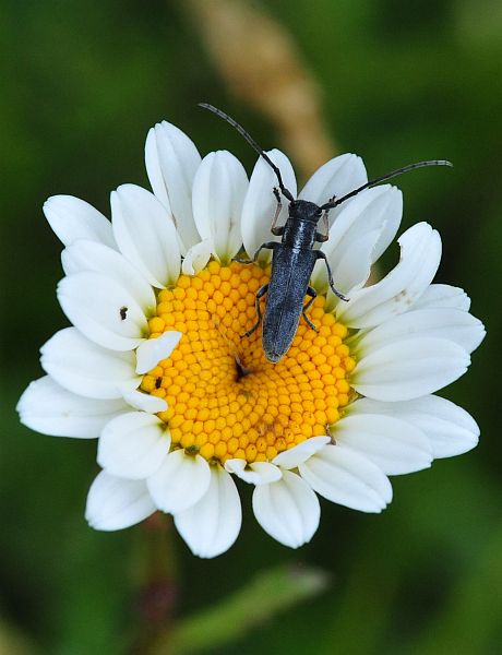 La vita in un fiore