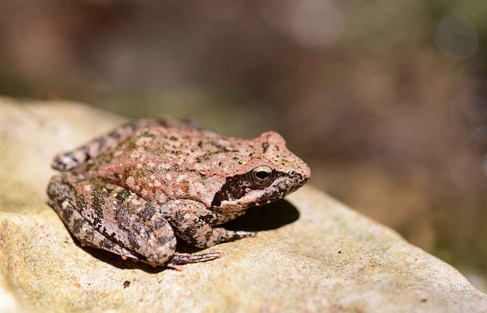 Rana italica