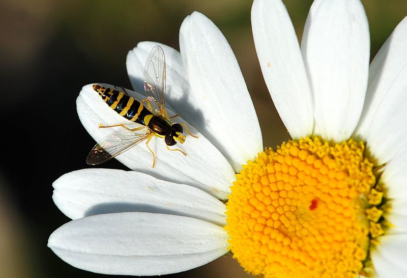 La vita in un fiore