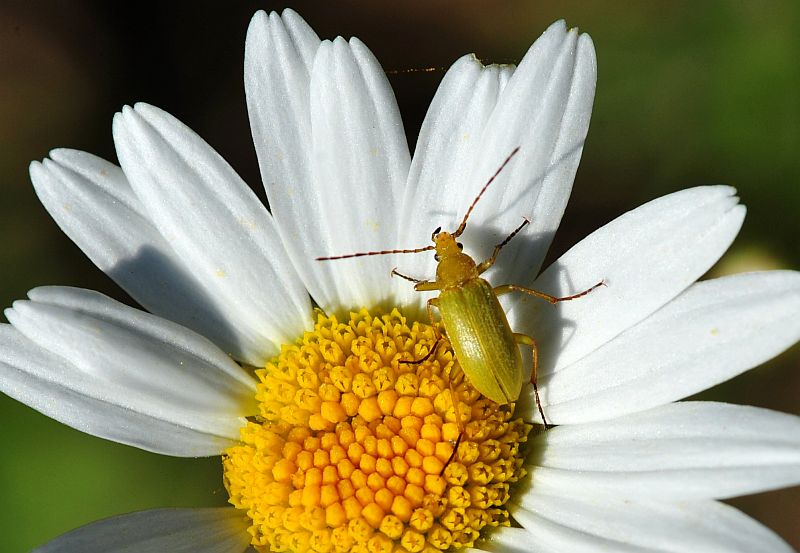 La vita in un fiore