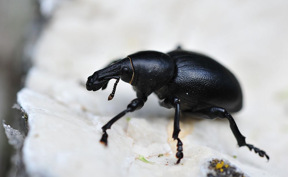Liparus dirus?