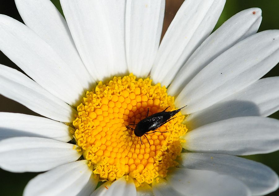 La vita in un fiore