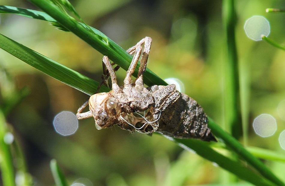 Exuvia di Libellula quadrimaculata