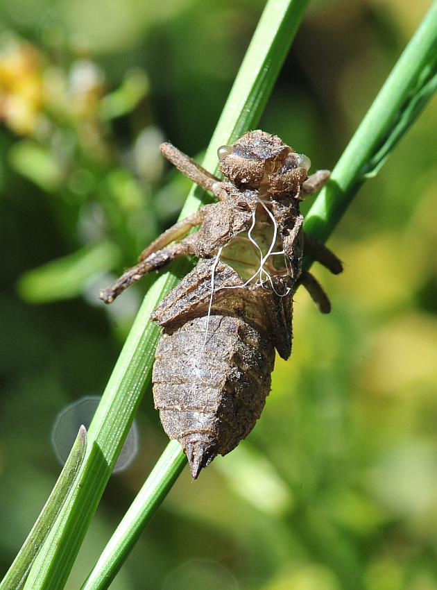 Exuvia di Libellula quadrimaculata