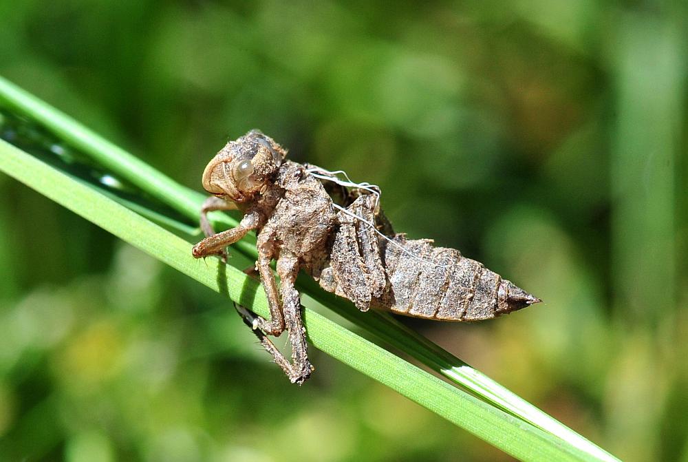 Exuvia di Libellula quadrimaculata