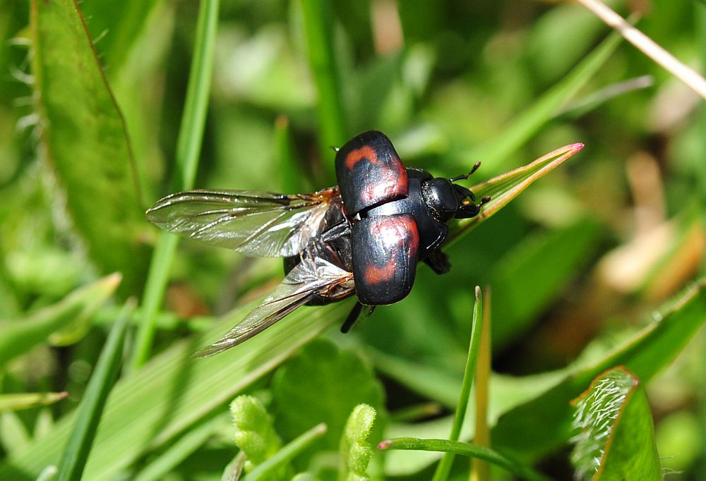 Histeridae da determinare - Hister cf. quadrimaculatus