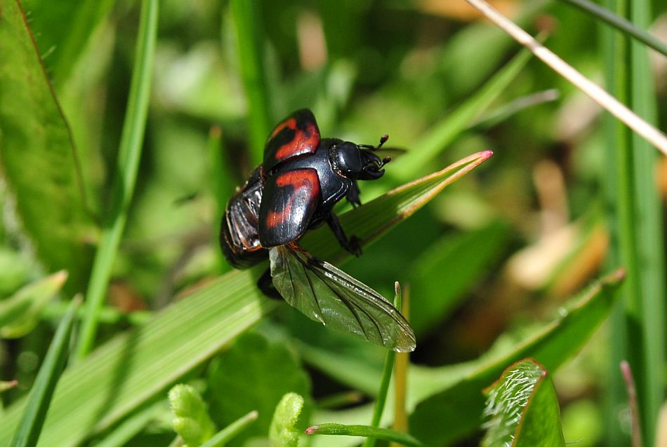 Histeridae da determinare - Hister cf. quadrimaculatus