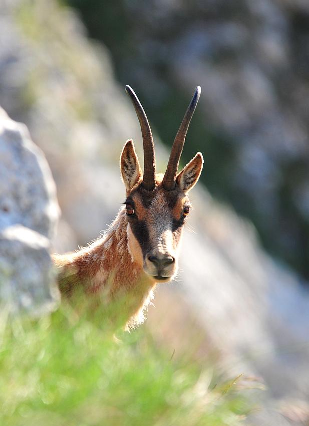 Camoscio d''Abruzzo Rupicapra pyrenaica ornata