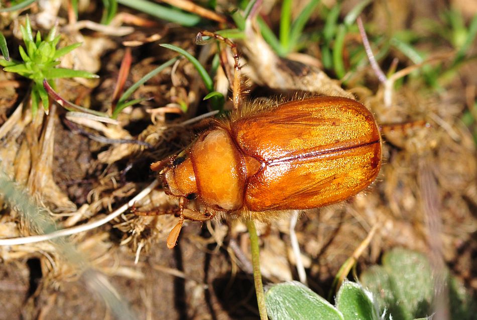 Rhizotrogus sp.