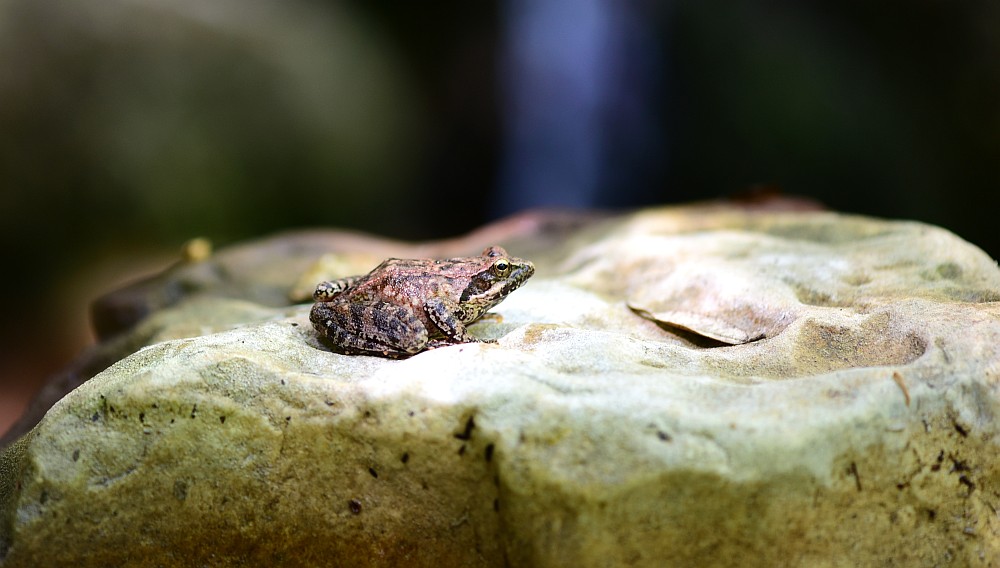 Rana italica