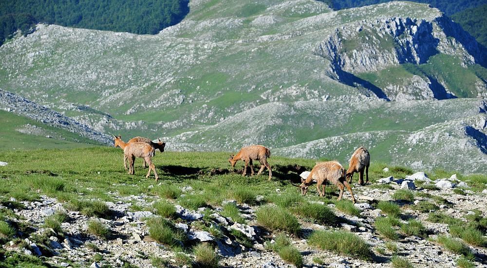 Camoscio d''Abruzzo Rupicapra pyrenaica ornata