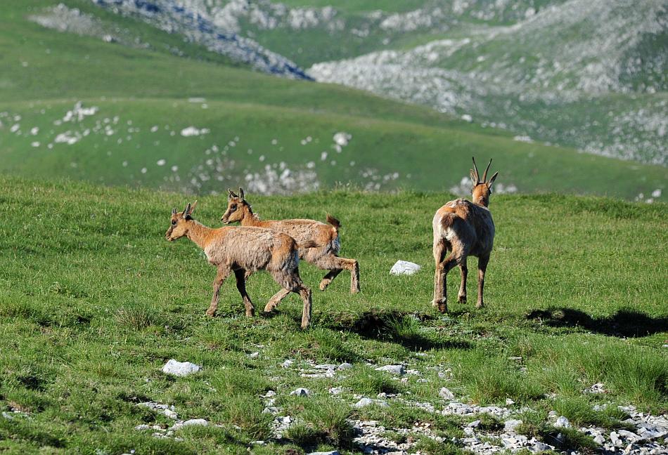 Camoscio d''Abruzzo Rupicapra pyrenaica ornata