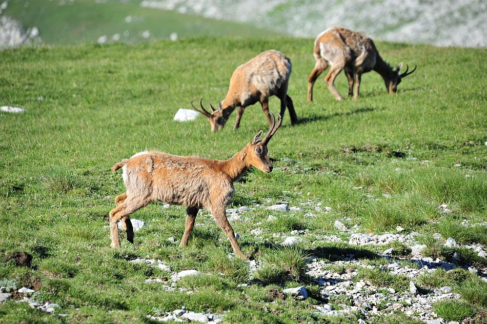 Camoscio d''Abruzzo Rupicapra pyrenaica ornata