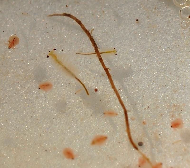 Branchipus sp. in alta quota nel PNALM