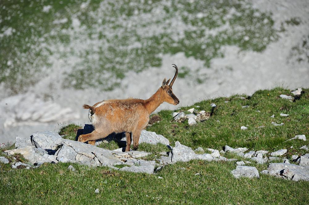 Camoscio d''Abruzzo Rupicapra pyrenaica ornata