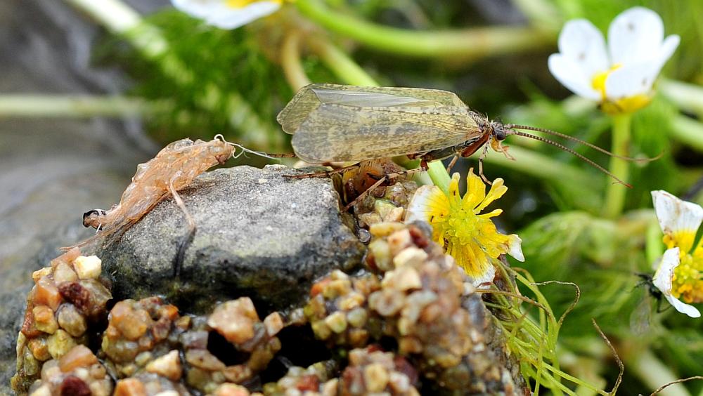 da identificare:  Limnephilidae: cfr. Stenophylax sp.