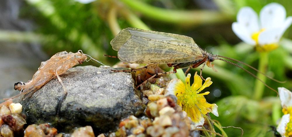 da identificare:  Limnephilidae: cfr. Stenophylax sp.