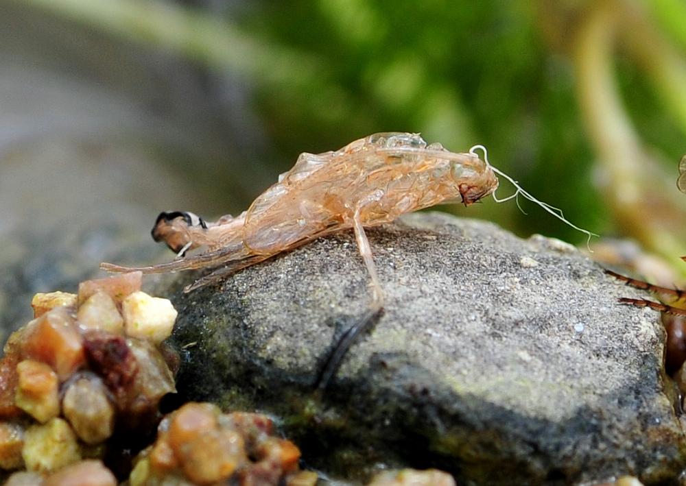 da identificare:  Limnephilidae: cfr. Stenophylax sp.