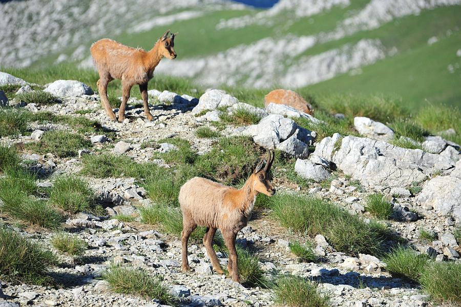 Camoscio d''Abruzzo Rupicapra pyrenaica ornata