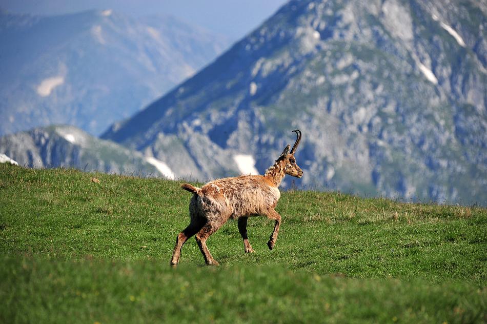 Camoscio d''Abruzzo Rupicapra pyrenaica ornata