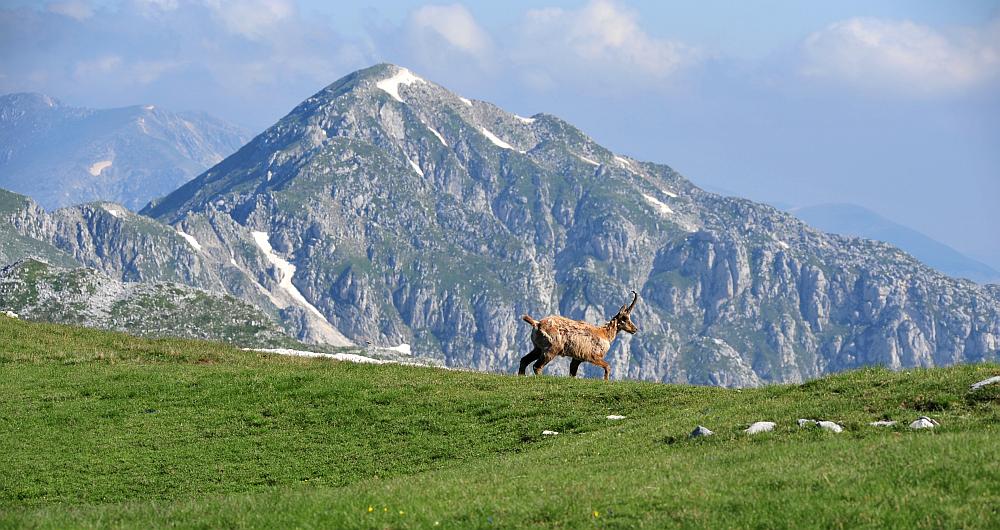 Camoscio d''Abruzzo Rupicapra pyrenaica ornata