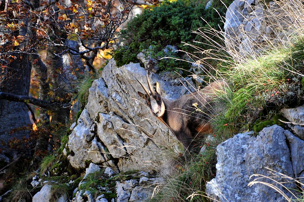 Camoscio d''Abruzzo Rupicapra pyrenaica ornata