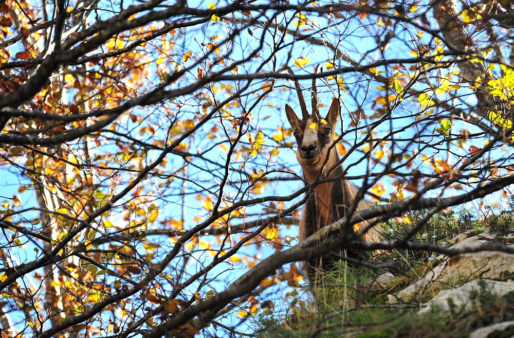 Camoscio d''Abruzzo Rupicapra pyrenaica ornata