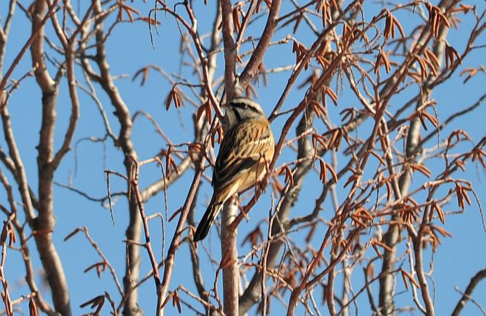 Zigolo  ... muciatto?