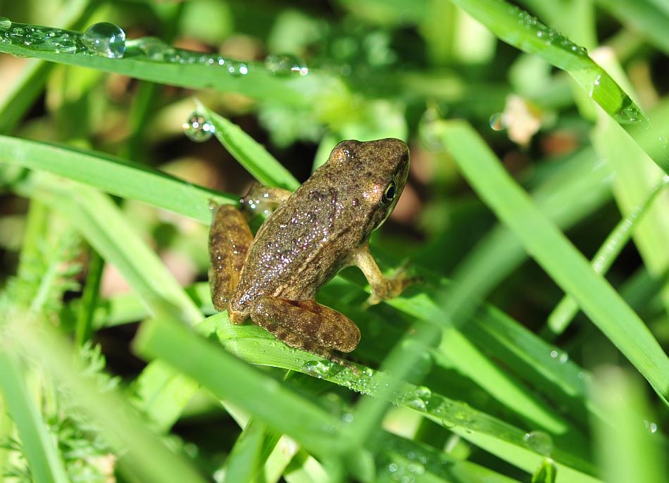 Il laghetto pullula di nuova vita