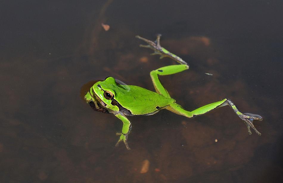 Hyla intermedia