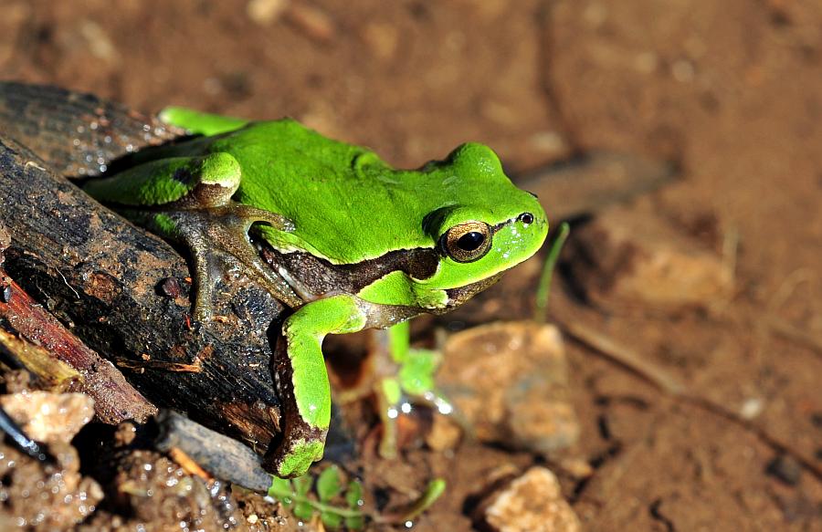 Hyla intermedia