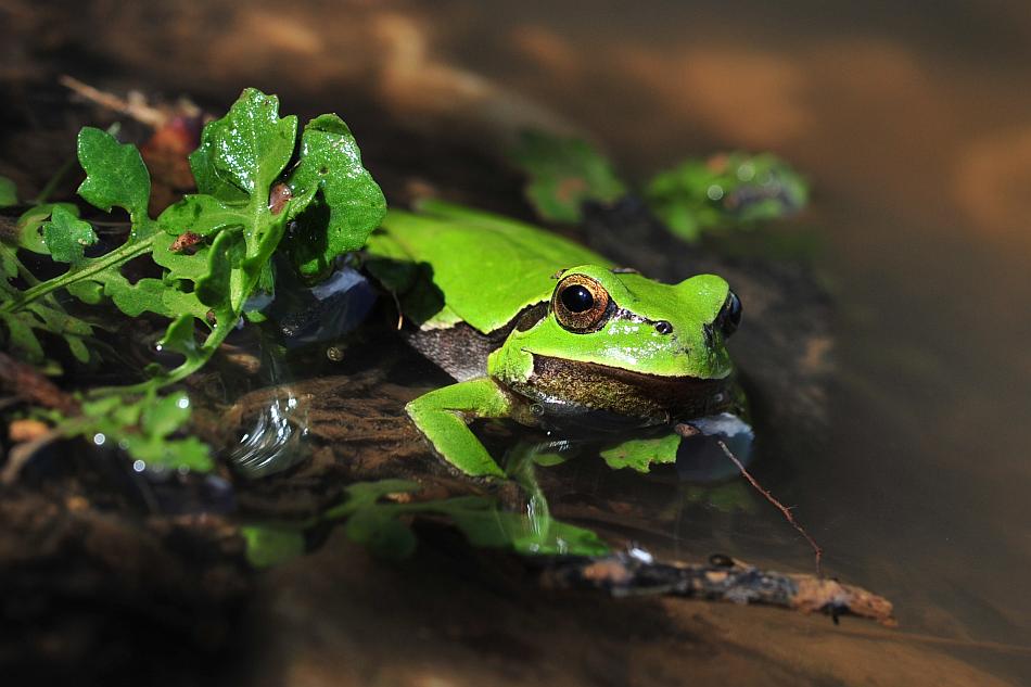 Hyla intermedia