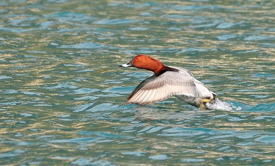 Moriglione in decollo