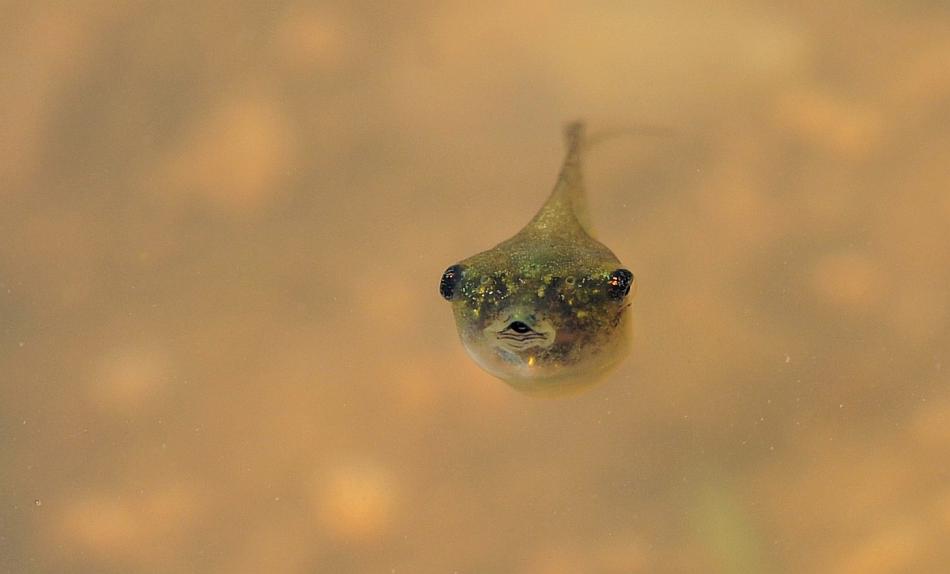 Il laghetto pullula di nuova vita