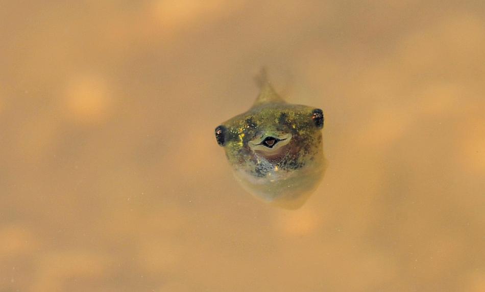 Il laghetto pullula di nuova vita