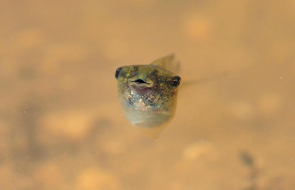 Il laghetto pullula di nuova vita