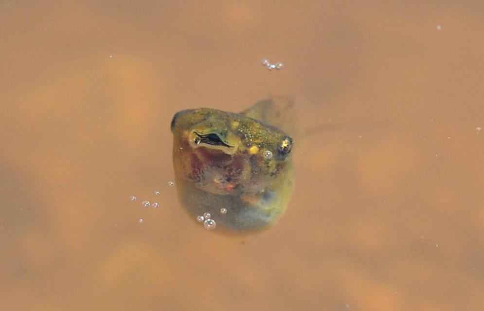 Il laghetto pullula di nuova vita