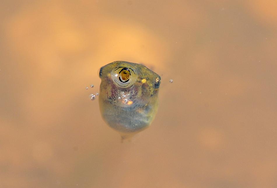 Il laghetto pullula di nuova vita