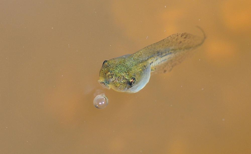 Il laghetto pullula di nuova vita