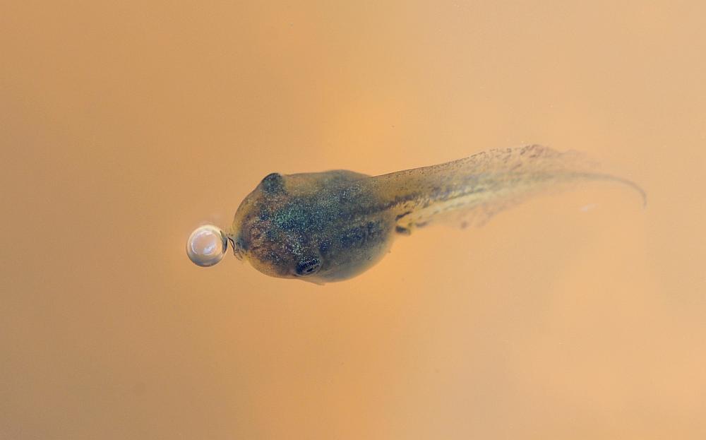 Il laghetto pullula di nuova vita