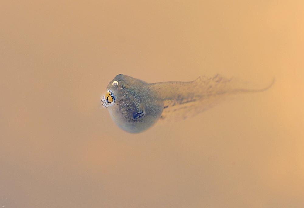 Il laghetto pullula di nuova vita