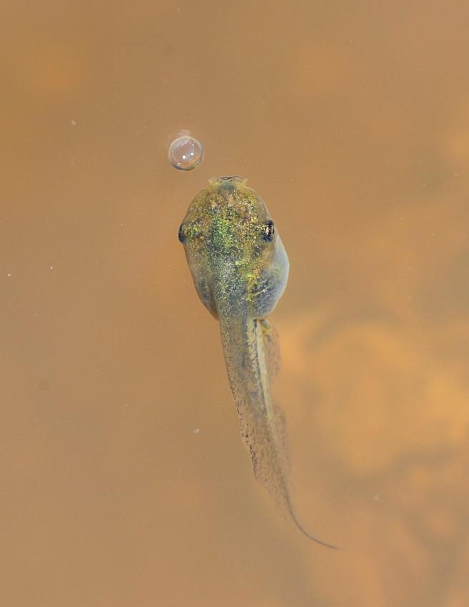 Il laghetto pullula di nuova vita