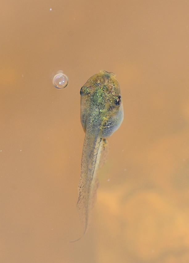 Il laghetto pullula di nuova vita
