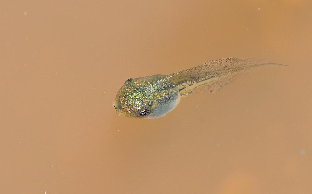 Il laghetto pullula di nuova vita